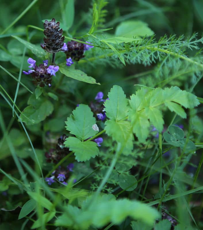 n_0823-kleine braunelle (prunella vulgaris)79.jpg